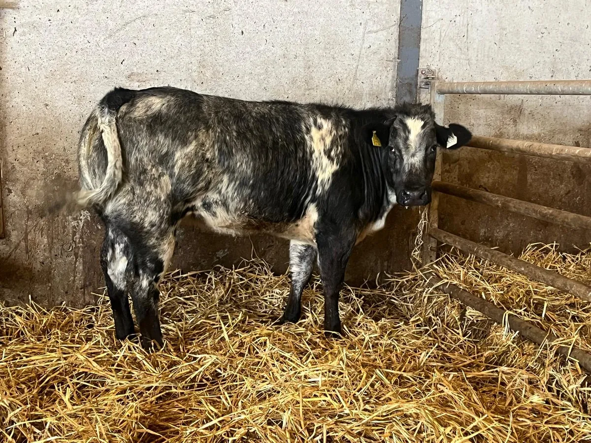 Super u grade blue breeding heifer - Image 3