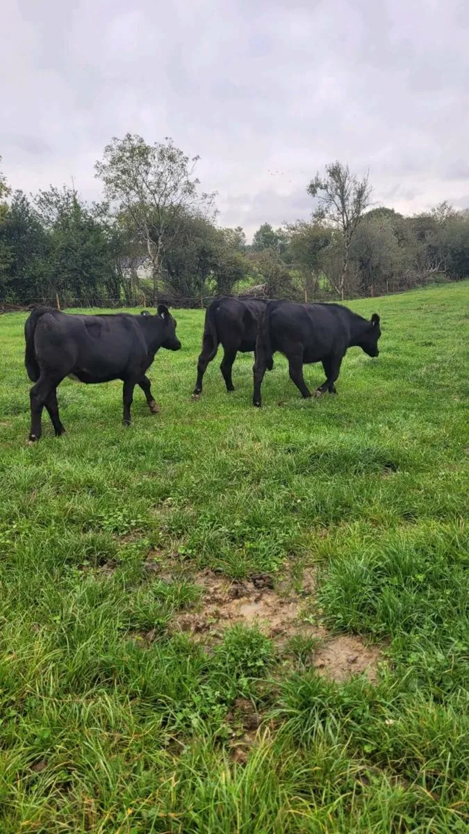 Angus heifers - Image 1