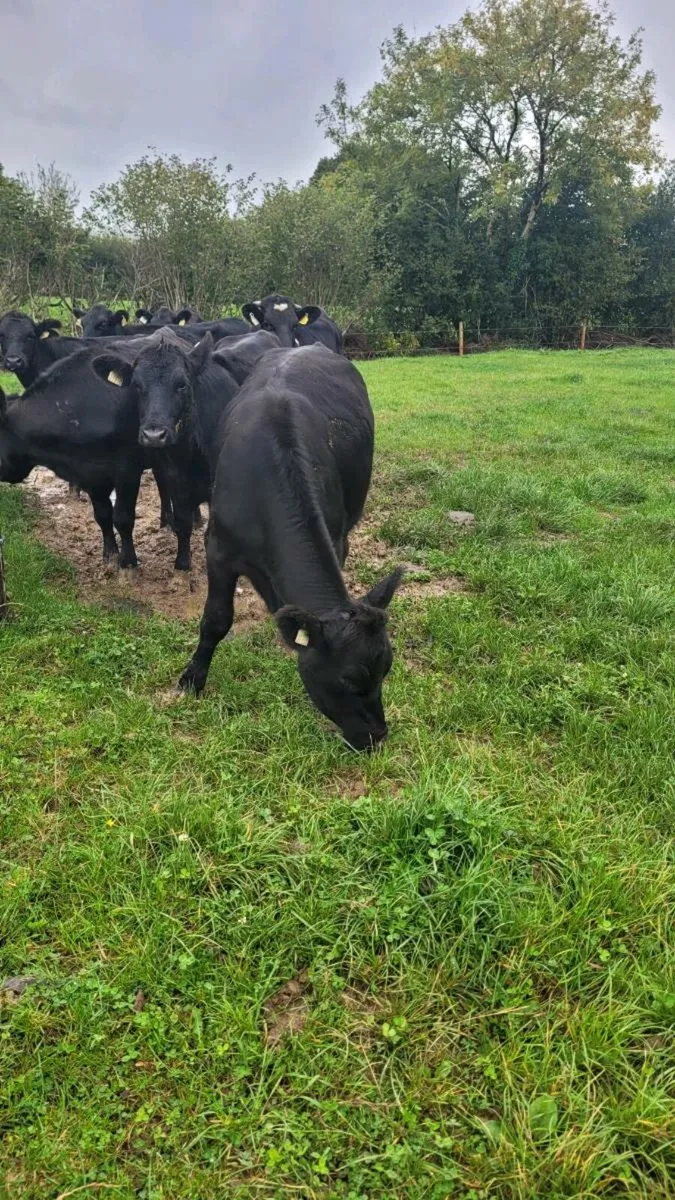 Angus heifers - Image 2
