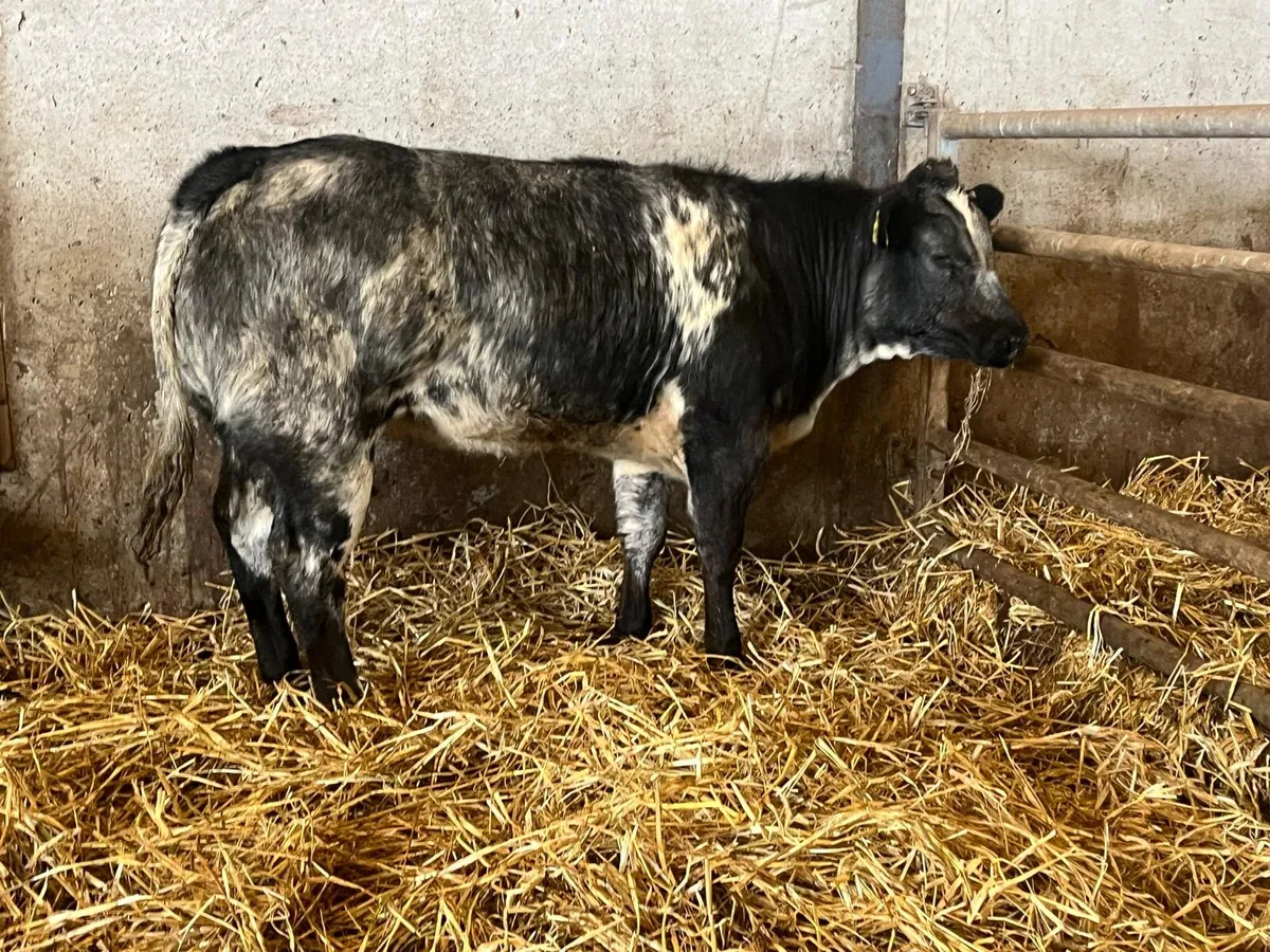 Super u grade blue breeding heifer - Image 1