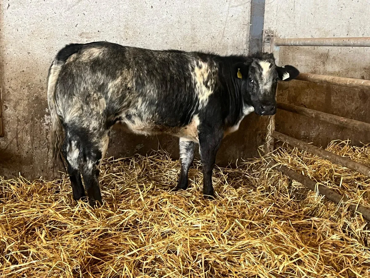 Super u grade blue breeding heifer - Image 2