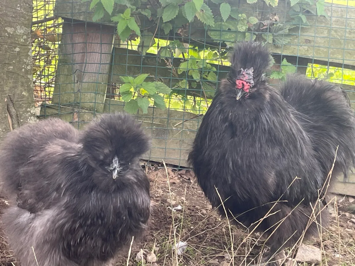 Abacot call ducks, silkies and sebrights - Image 4