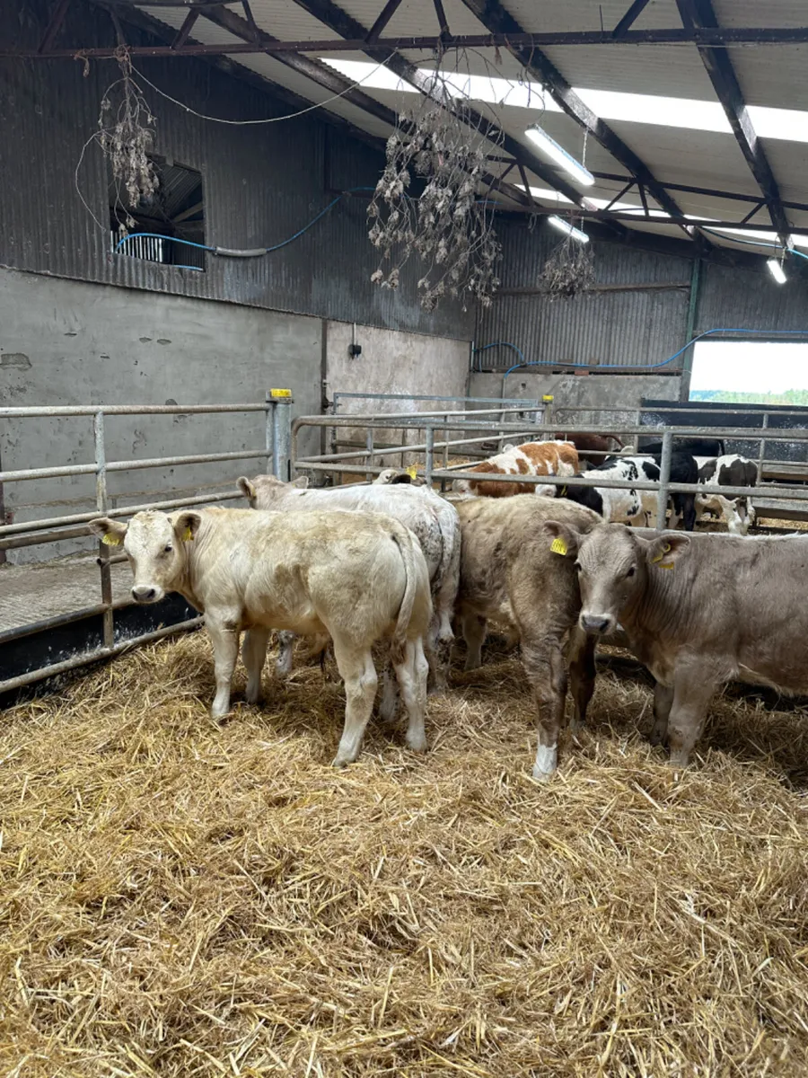 Charolais bulls - Image 1