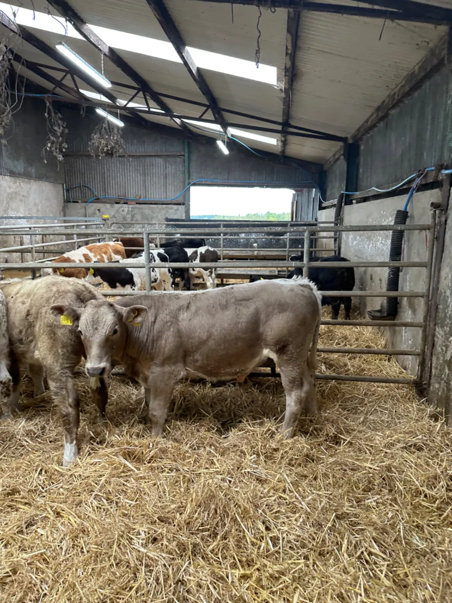 Charolais bulls - Image 3