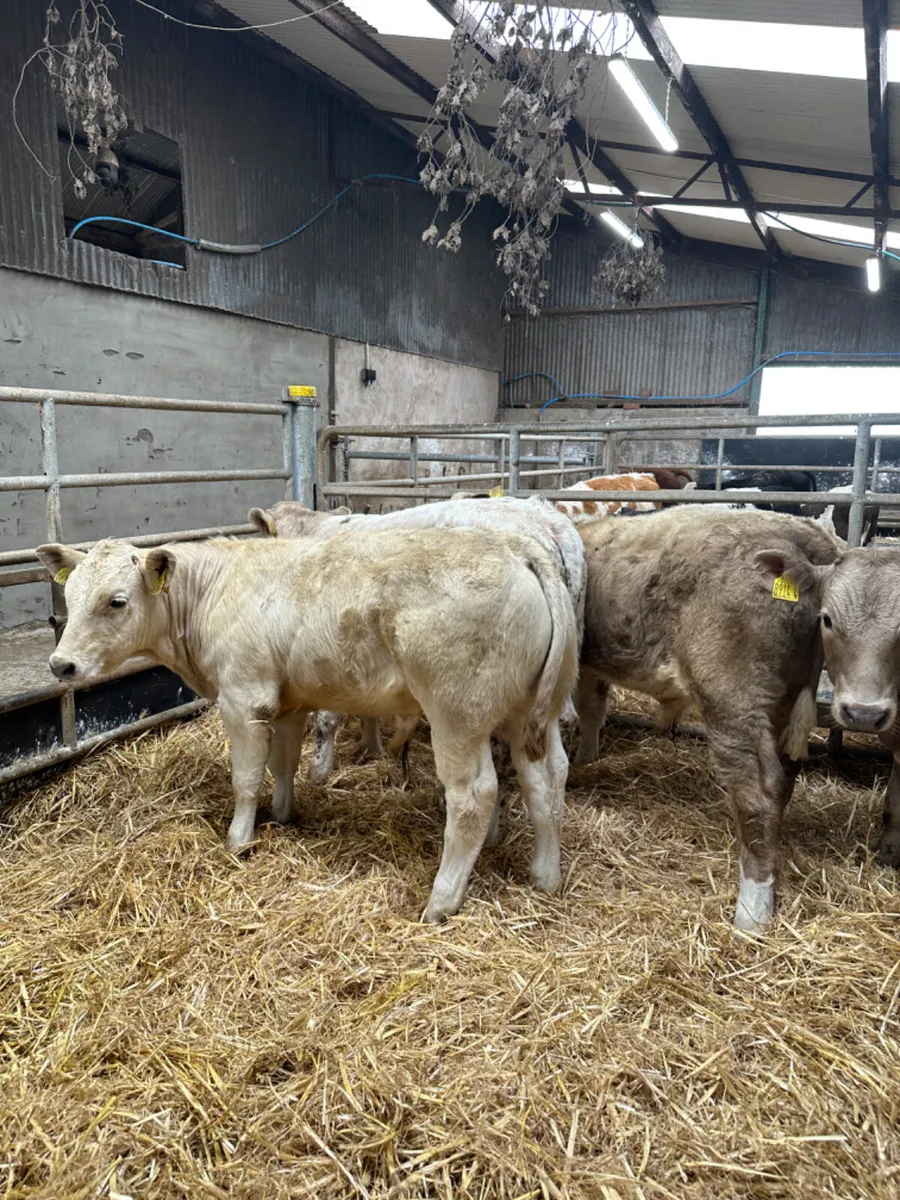 Charolais bulls - Image 4