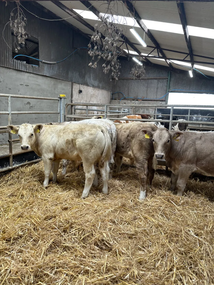 Charolais bulls - Image 2