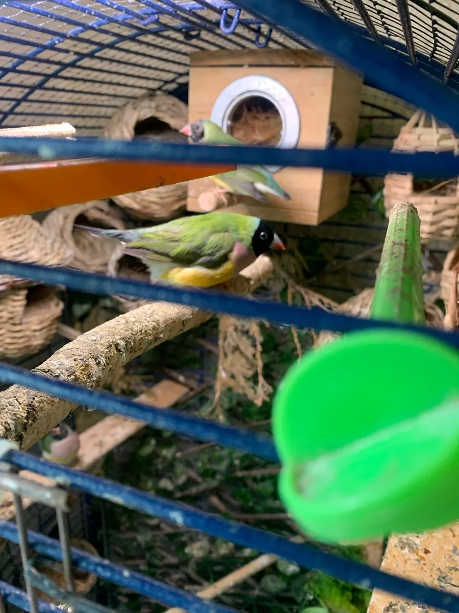 Gouldian hens , good homes - Image 1