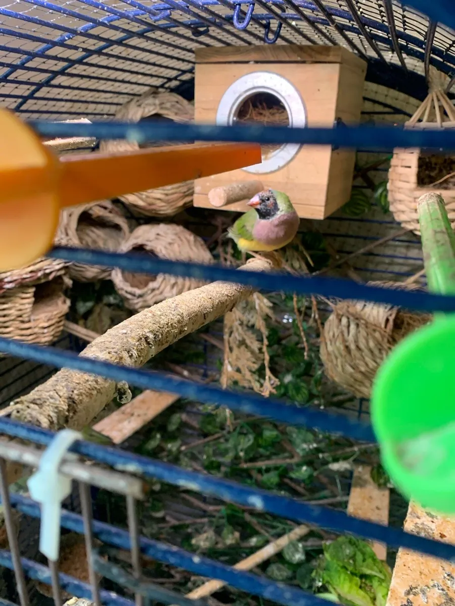 Gouldian hens , good homes - Image 2