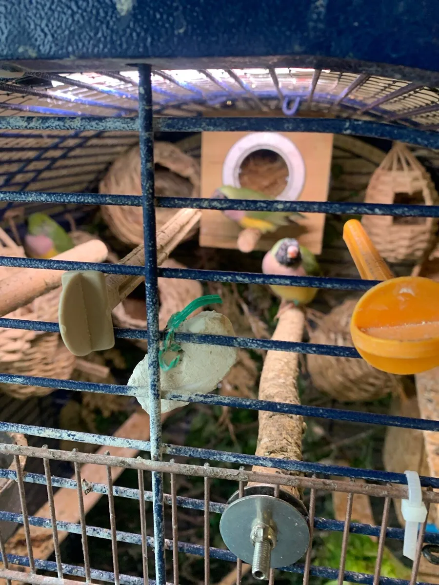 Gouldian hens , good homes - Image 3