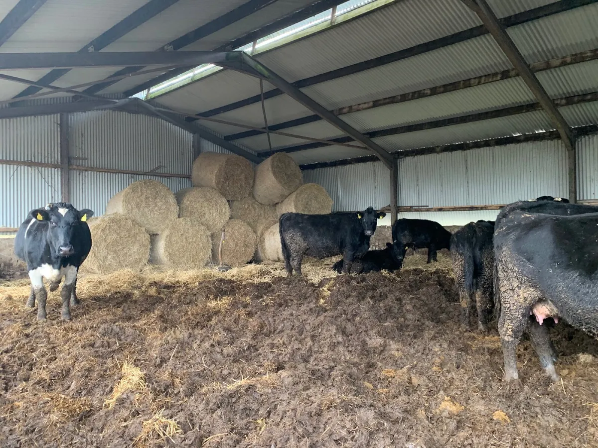 Fully Organic 4/5 star AA Heifer Cattle For Sale