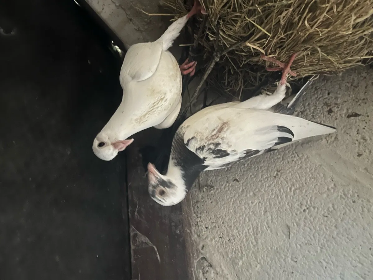 Pigeon - Image 2