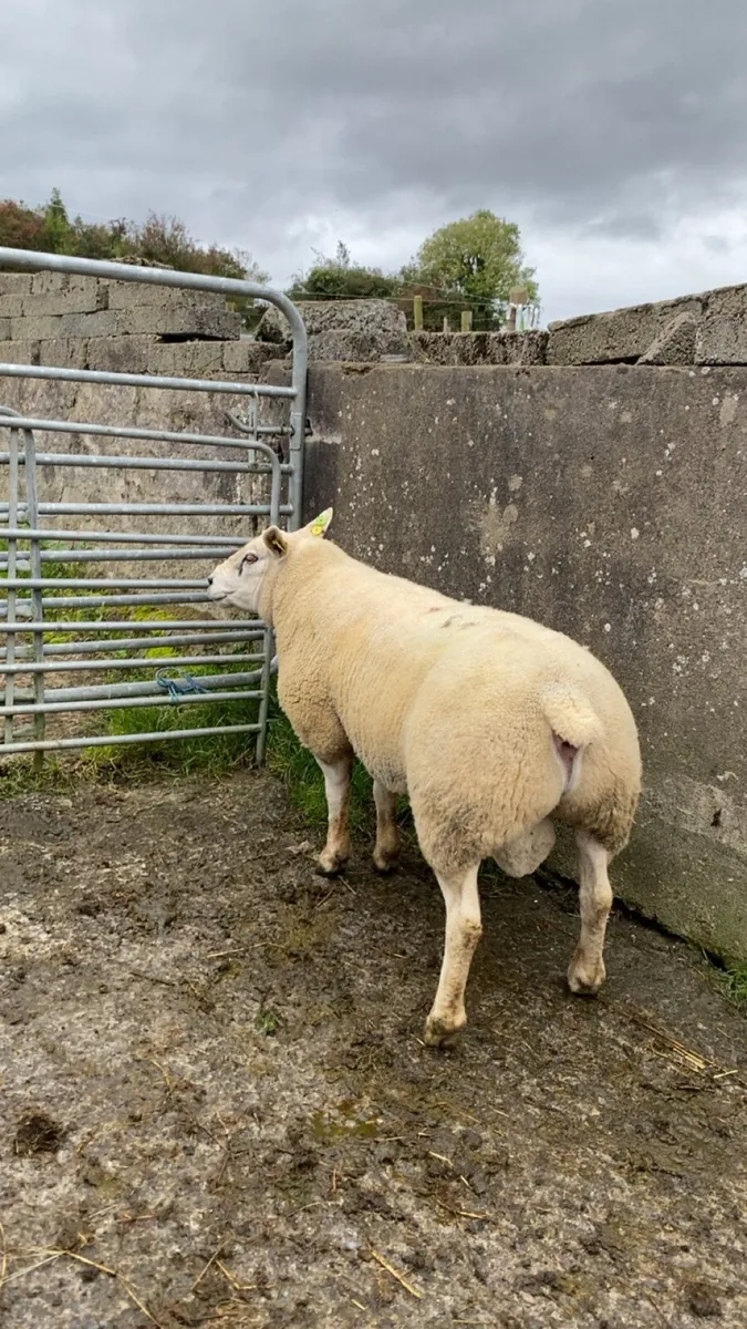 Texel ram - Image 1