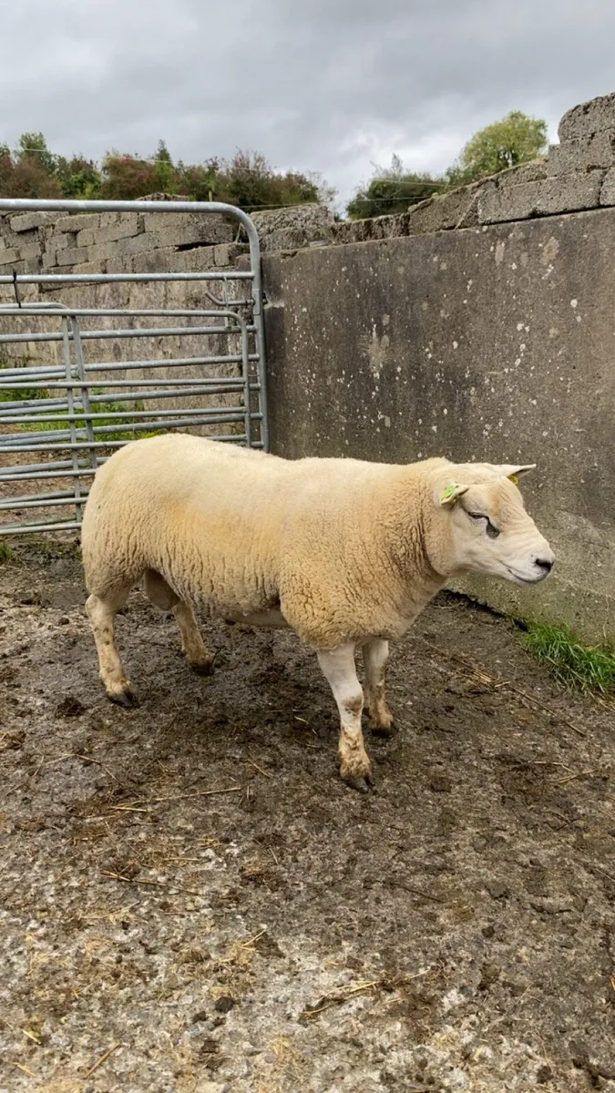 Texel ram - Image 2