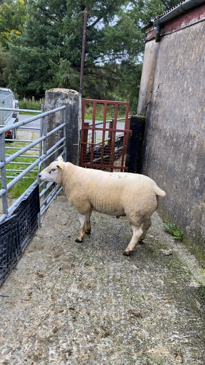 Texel ram - Image 3