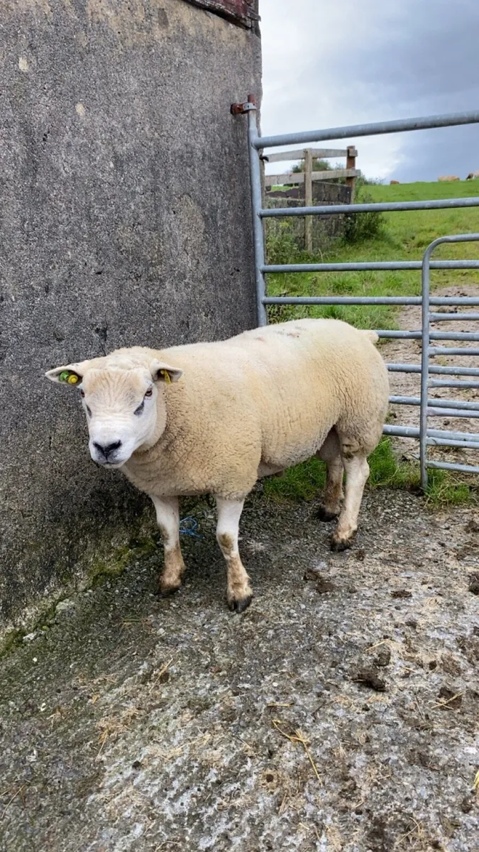Texel ram - Image 4