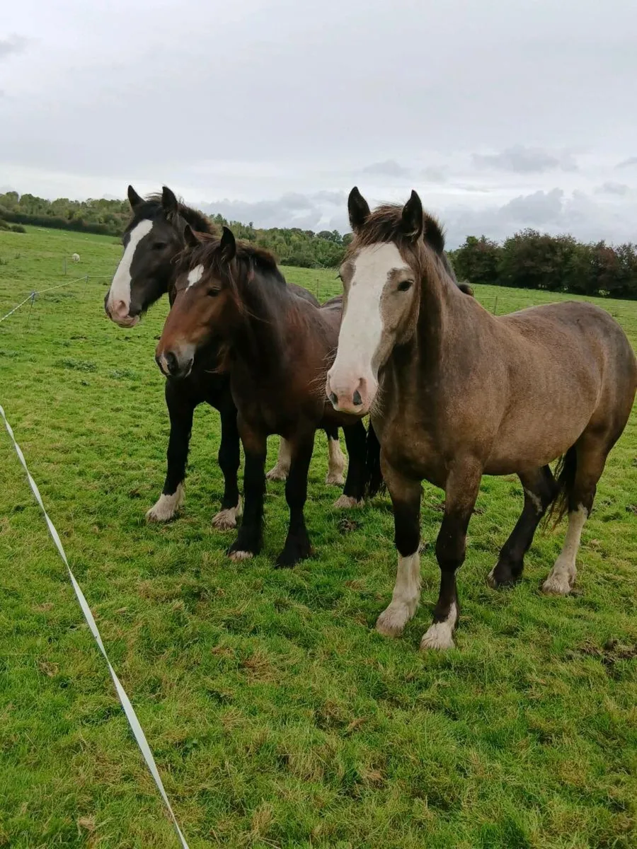 3 Draught X Geldings for Sale - Image 4