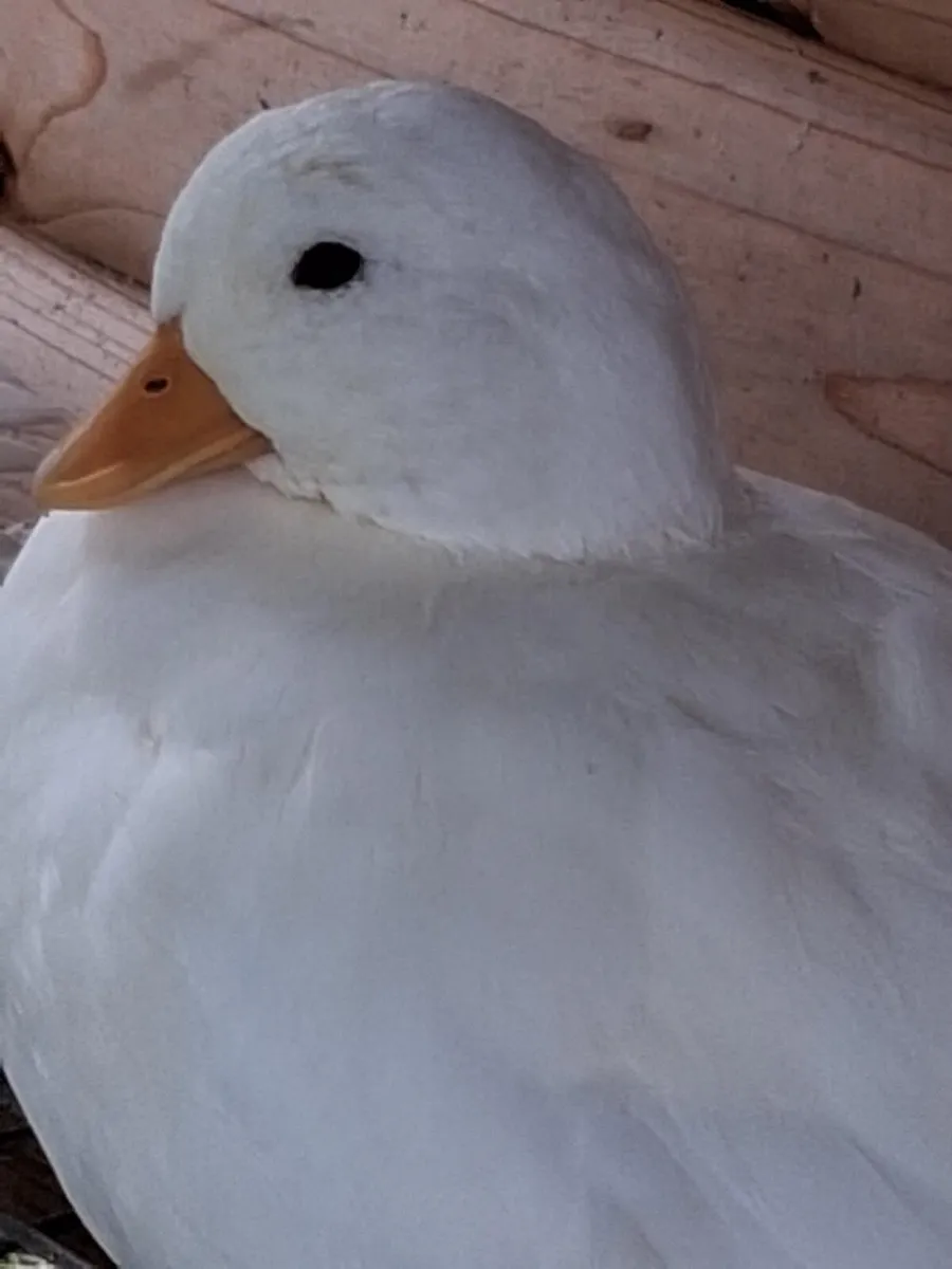 White Female Call ducks - Image 2