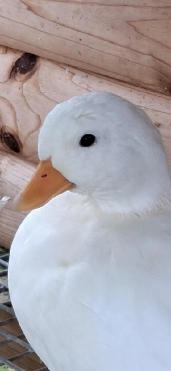 White Female Call ducks - Image 1