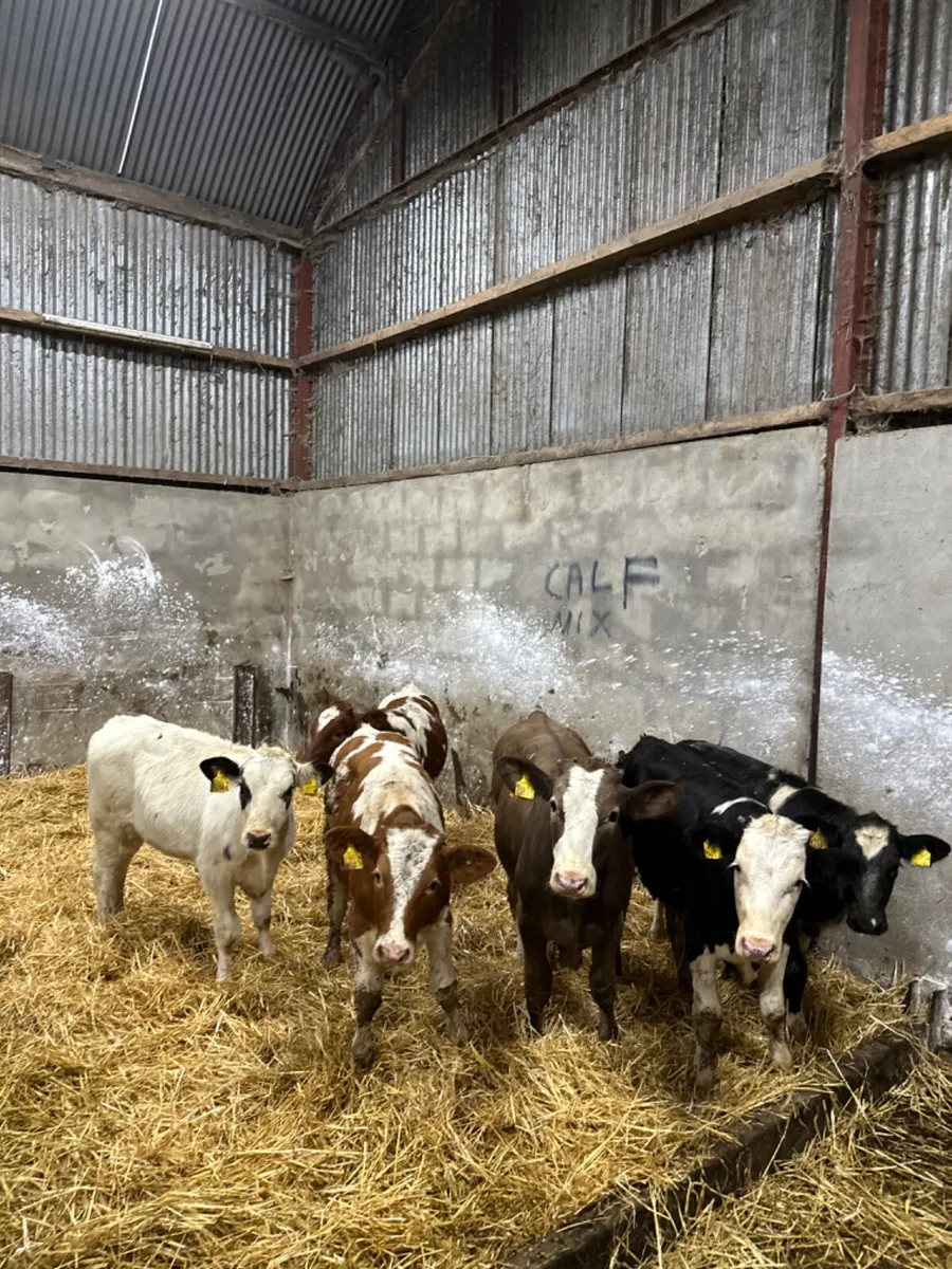 Simmental and blue heifers - Image 2