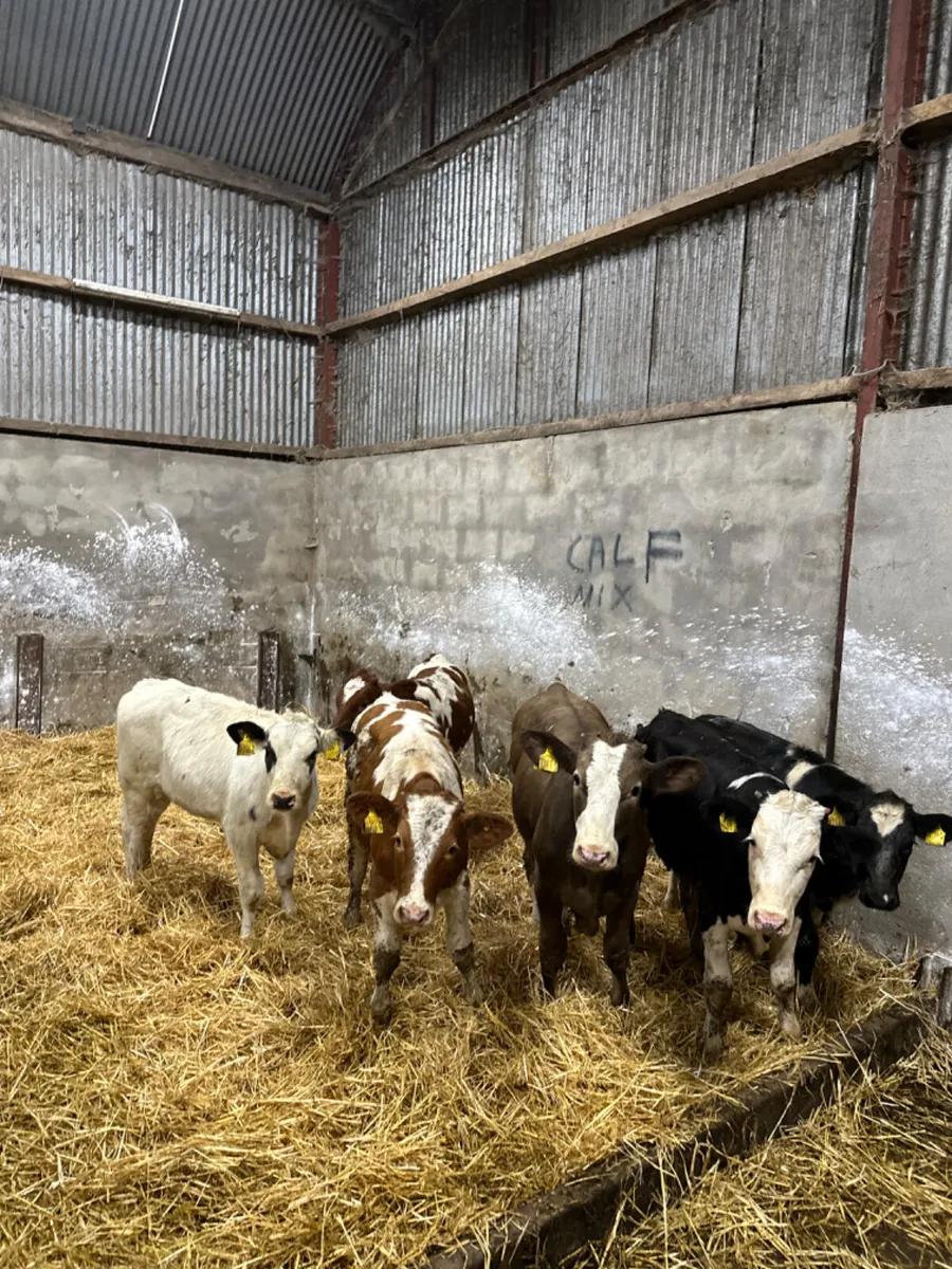 Simmental and blue heifers - Image 1