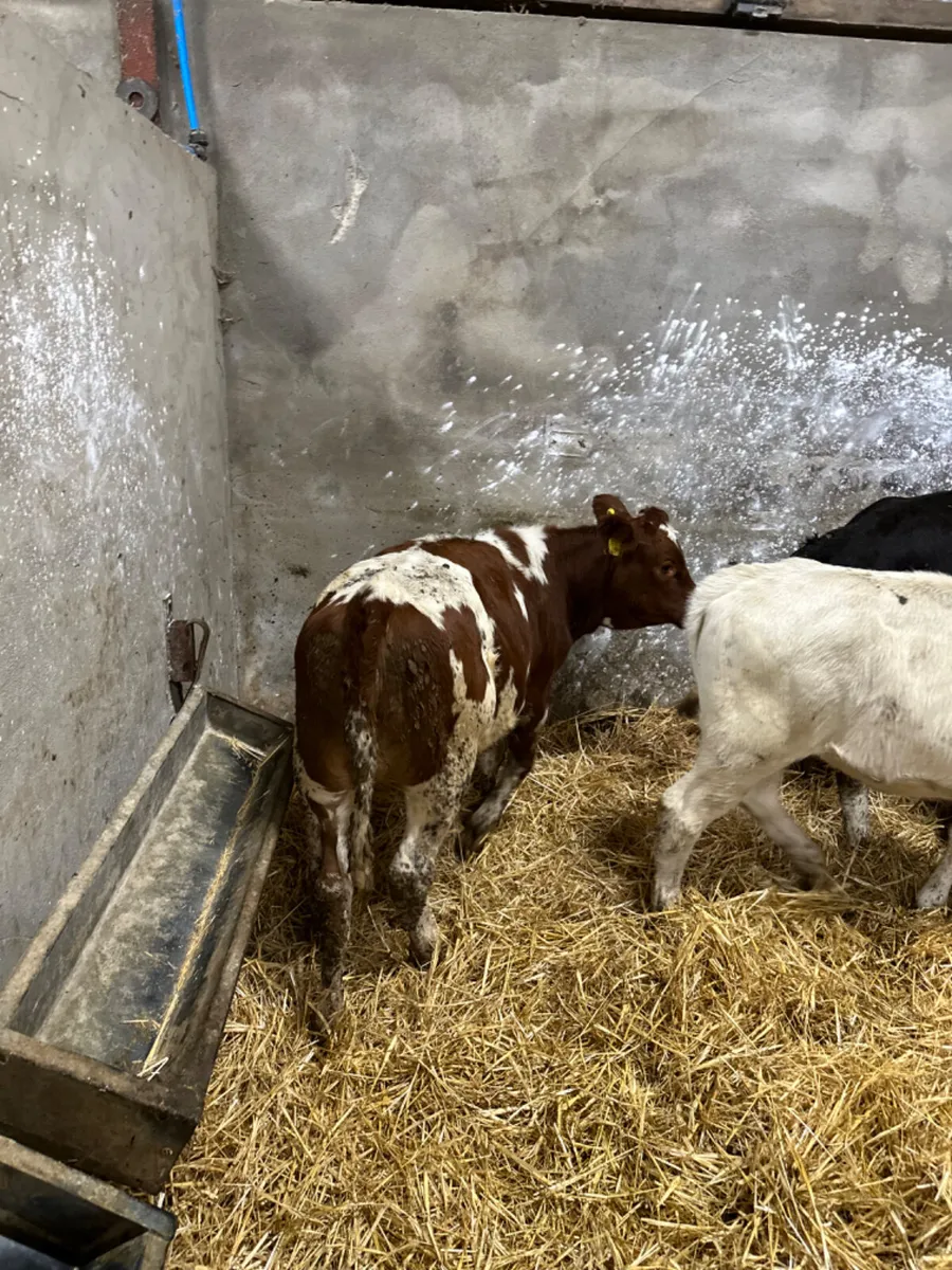 Simmental and blue heifers - Image 3