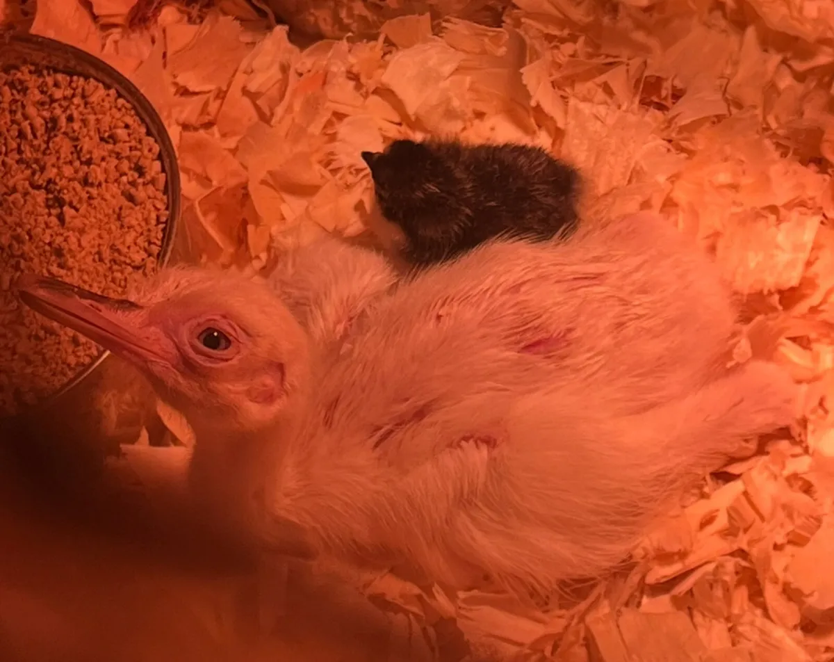 Unsexed White rhea chick