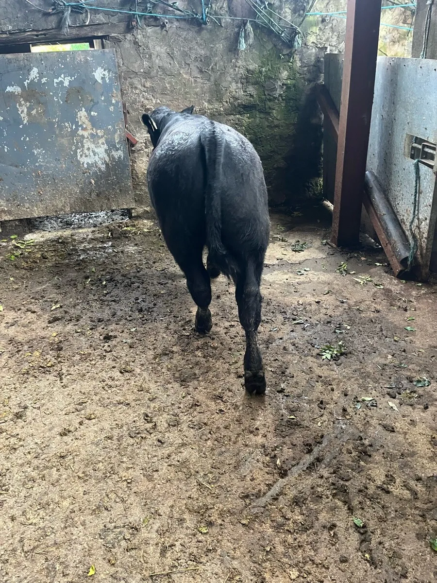 Weanlings for Castlerea 25th - Image 3