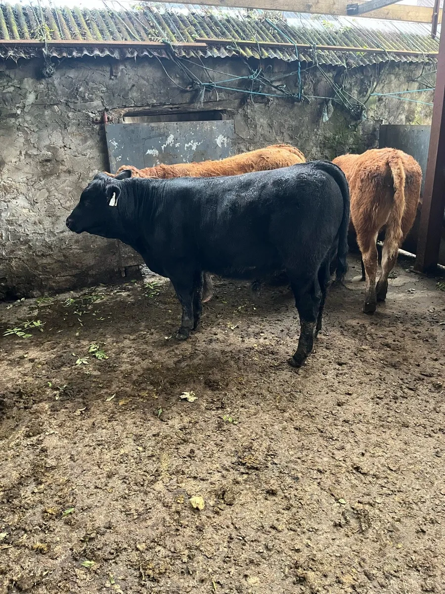 Weanlings for Castlerea 25th - Image 4