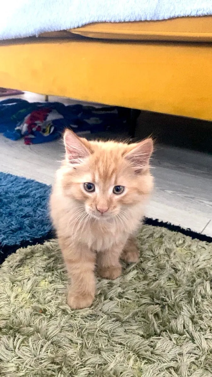 Cat - Image 2