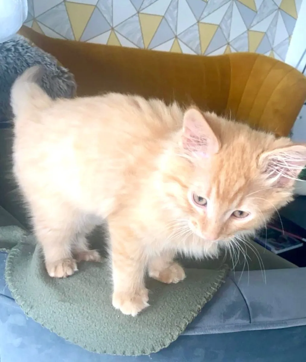 Cat - Image 3