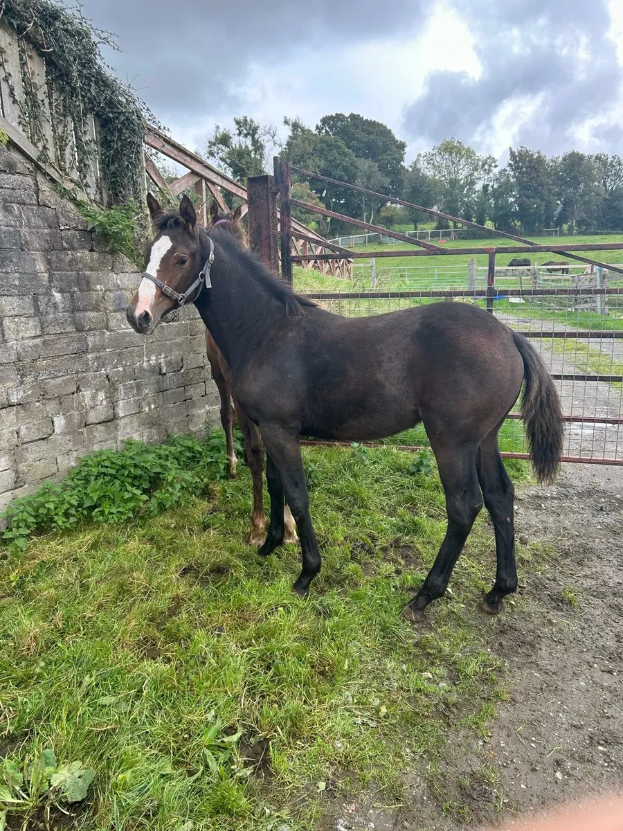 Pacino womanizer cavalier guidam - Image 1