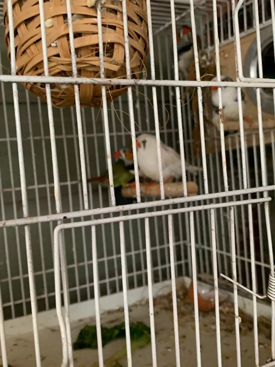 Gouldian hens , good homes - Image 4