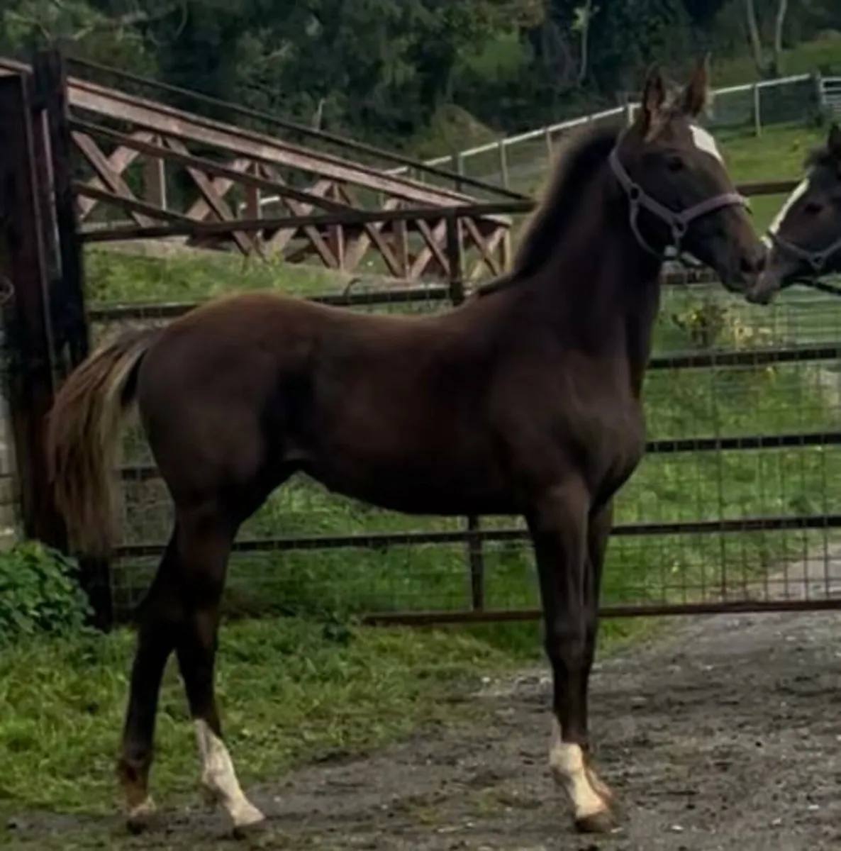 Pacino womanizer cavalier guidam - Image 2