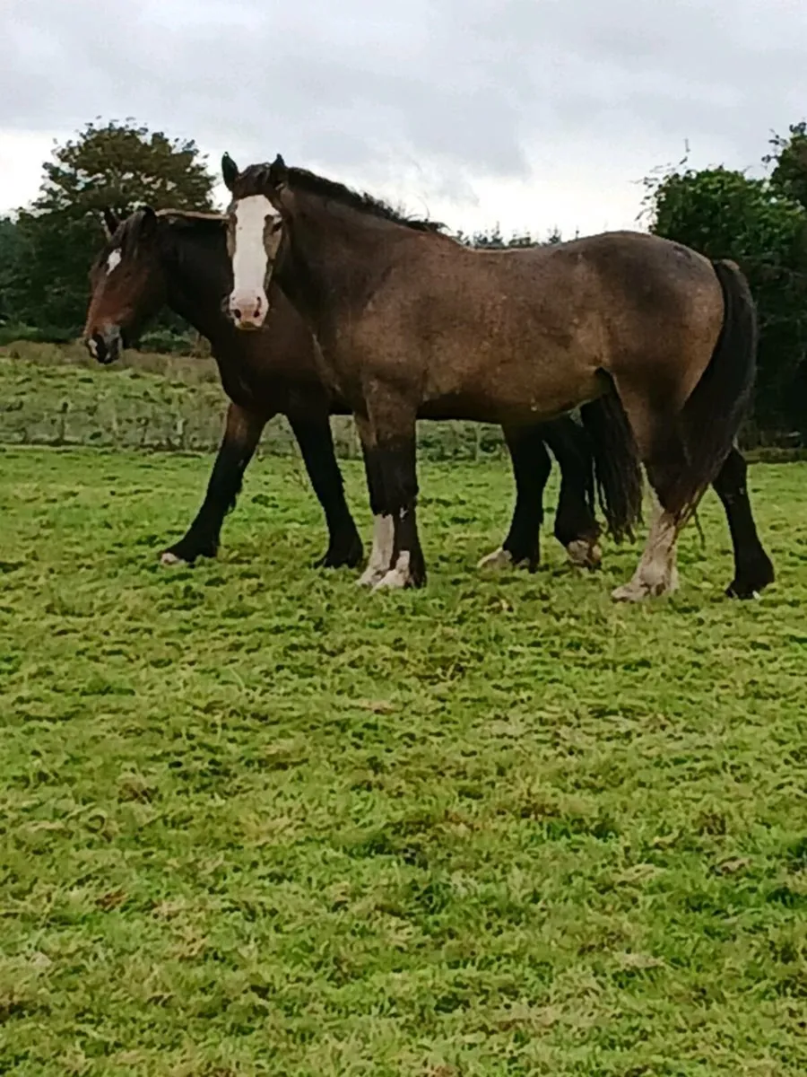 3 Draught X Geldings for Sale - Image 1