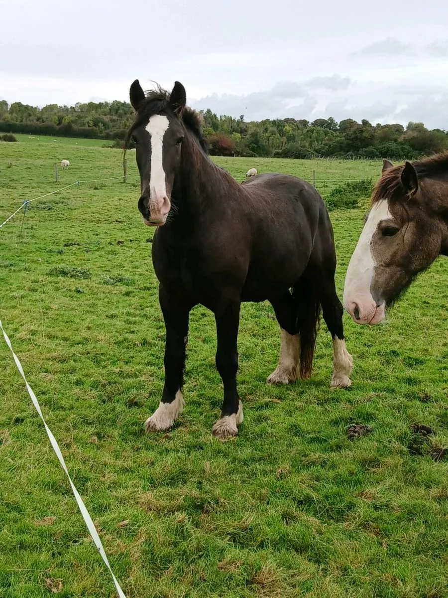 3 Draught X Geldings for Sale - Image 2