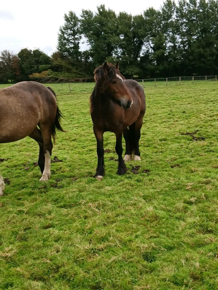 3 Draught X Geldings for Sale - Image 3