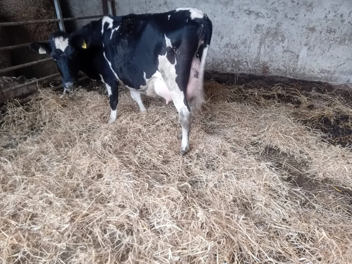 Freshly calved British freison heifer - Image 2