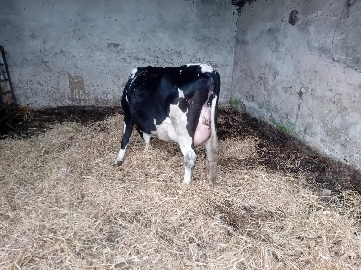 Freshly calved British freison heifer - Image 1