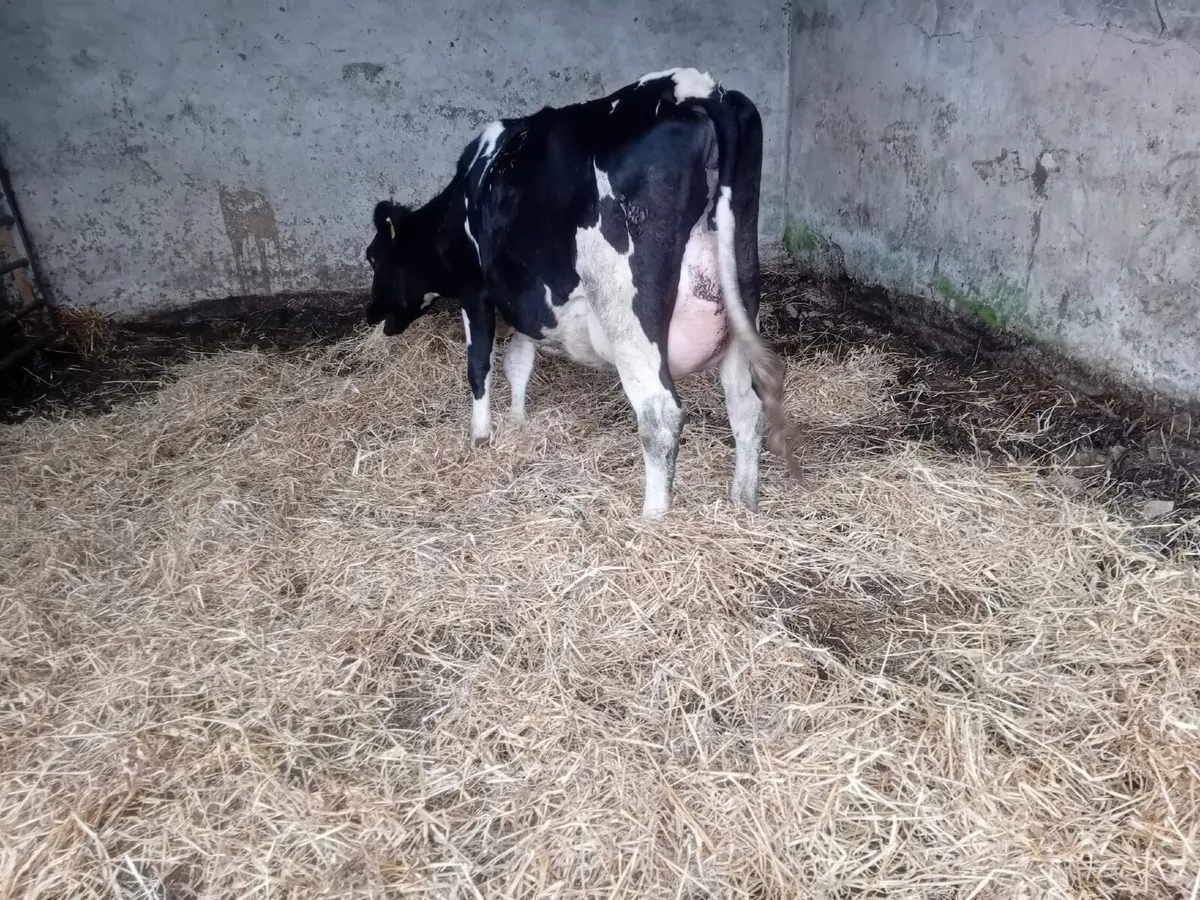 Freshly calved British freison heifer - Image 3