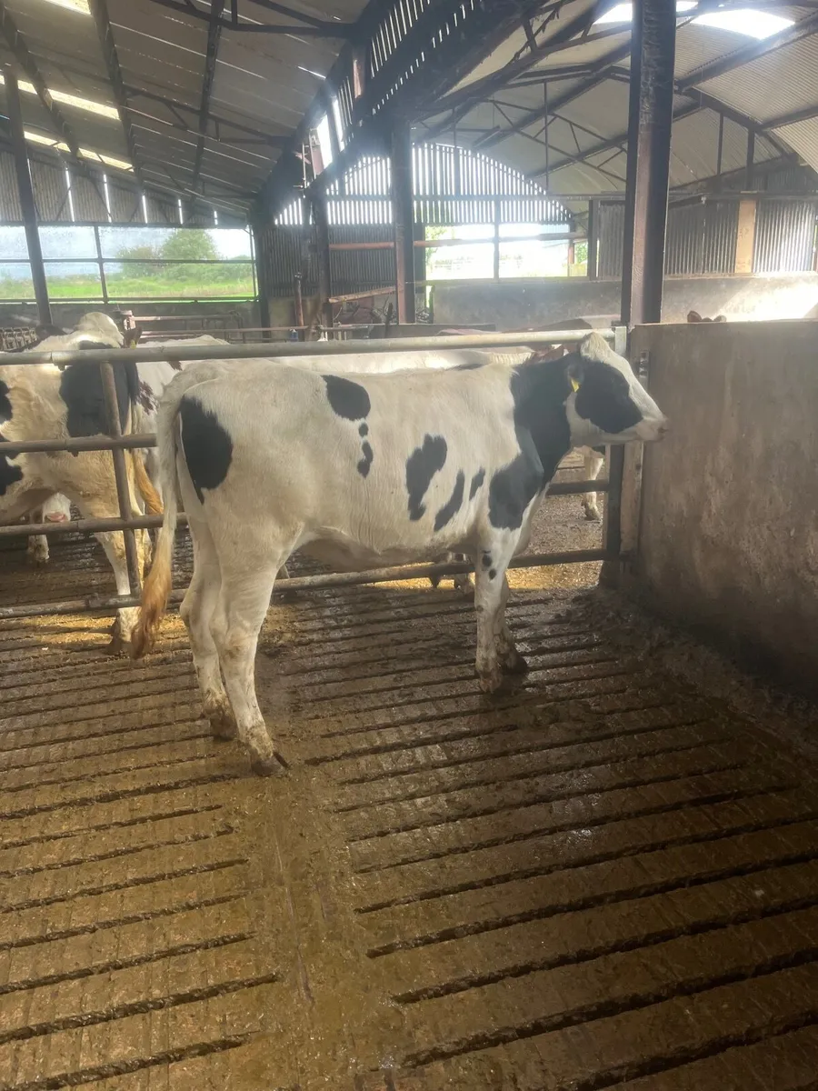Bulling heifers - Image 1