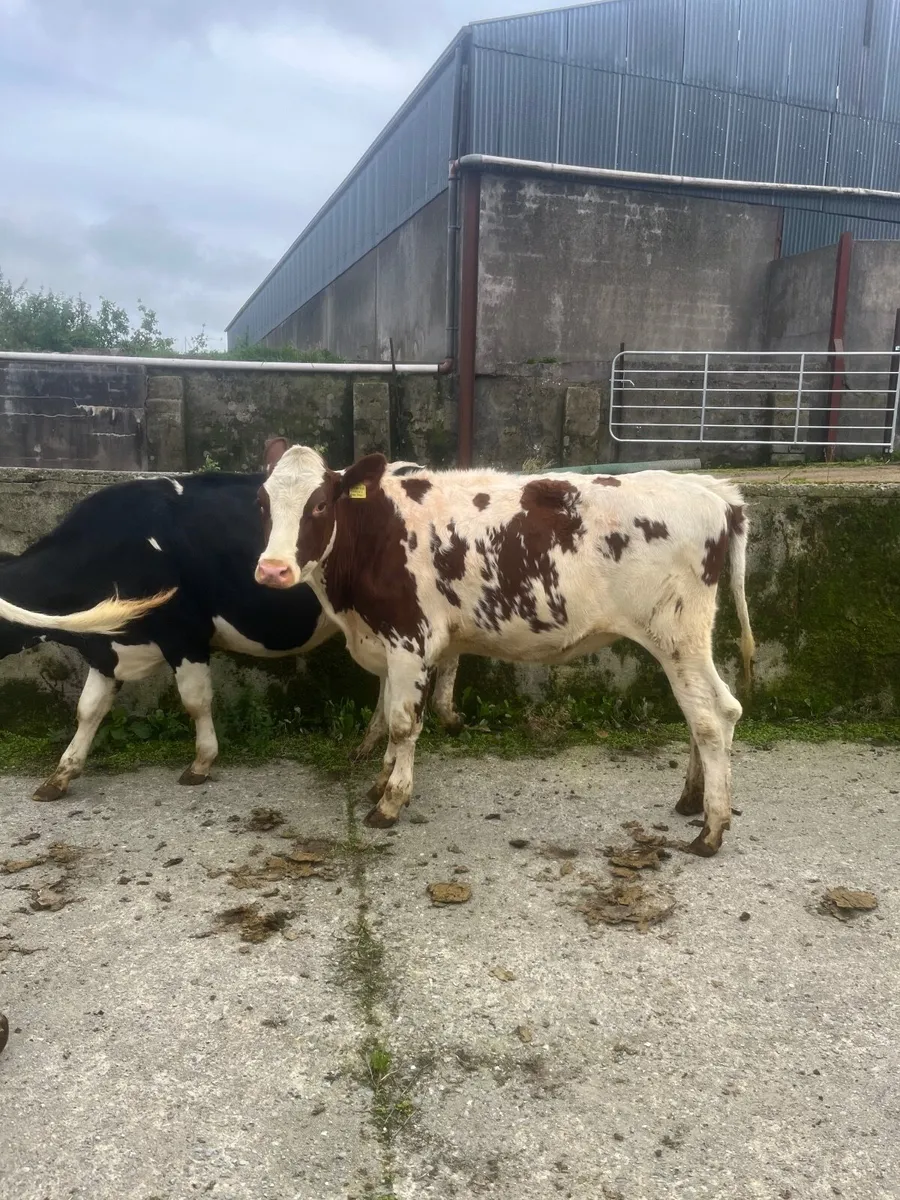 Bulling heifers - Image 2
