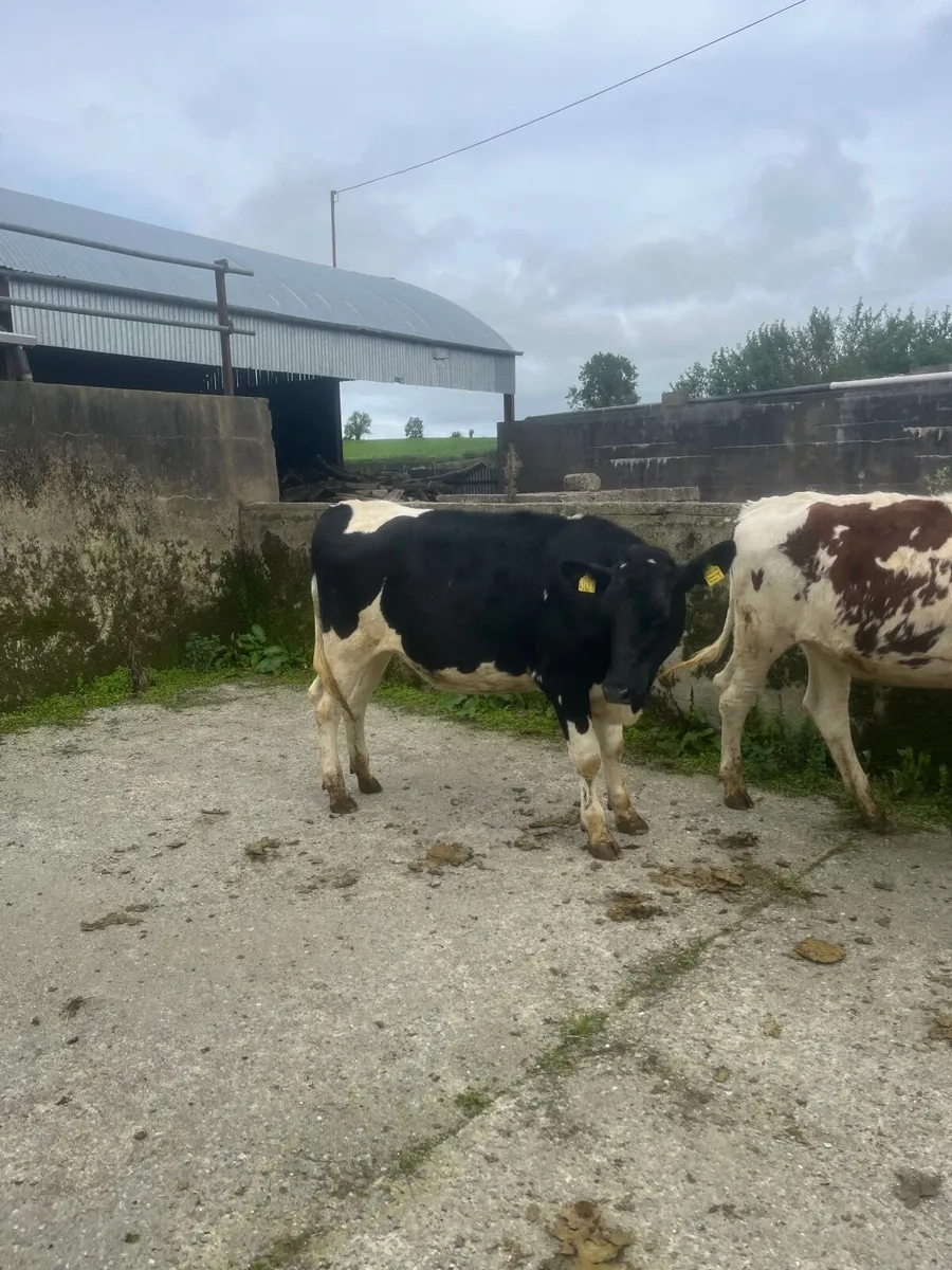 Bulling heifers - Image 4