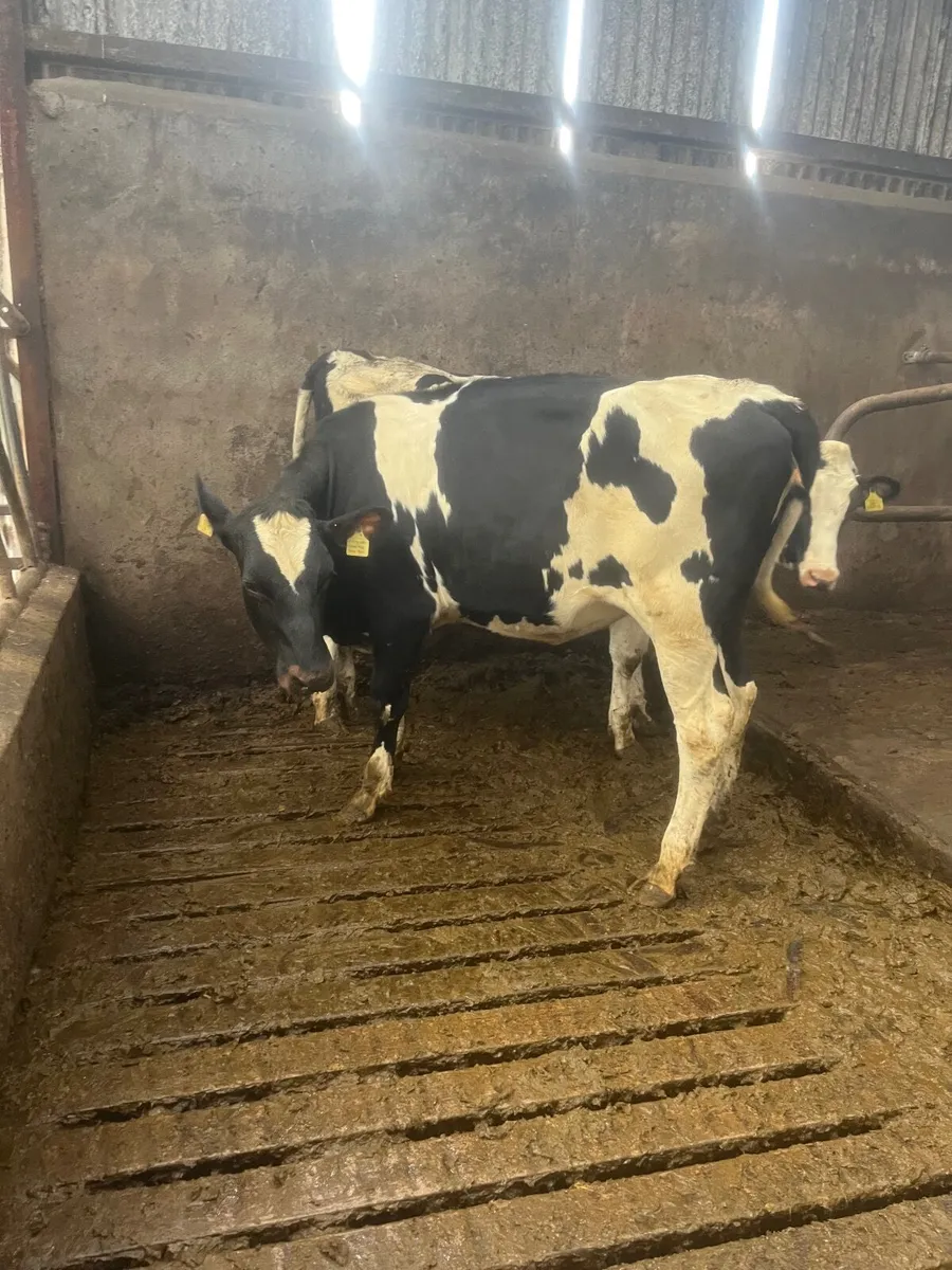 Maiden Dairy heifers - Image 3