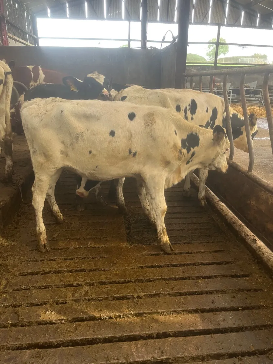 Maiden Dairy heifers - Image 4