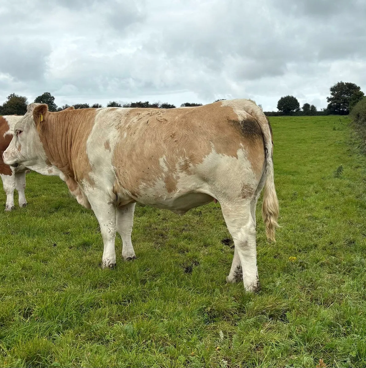 **In-calf Heifers Balla Mart Sat 27th Sept** - Image 2