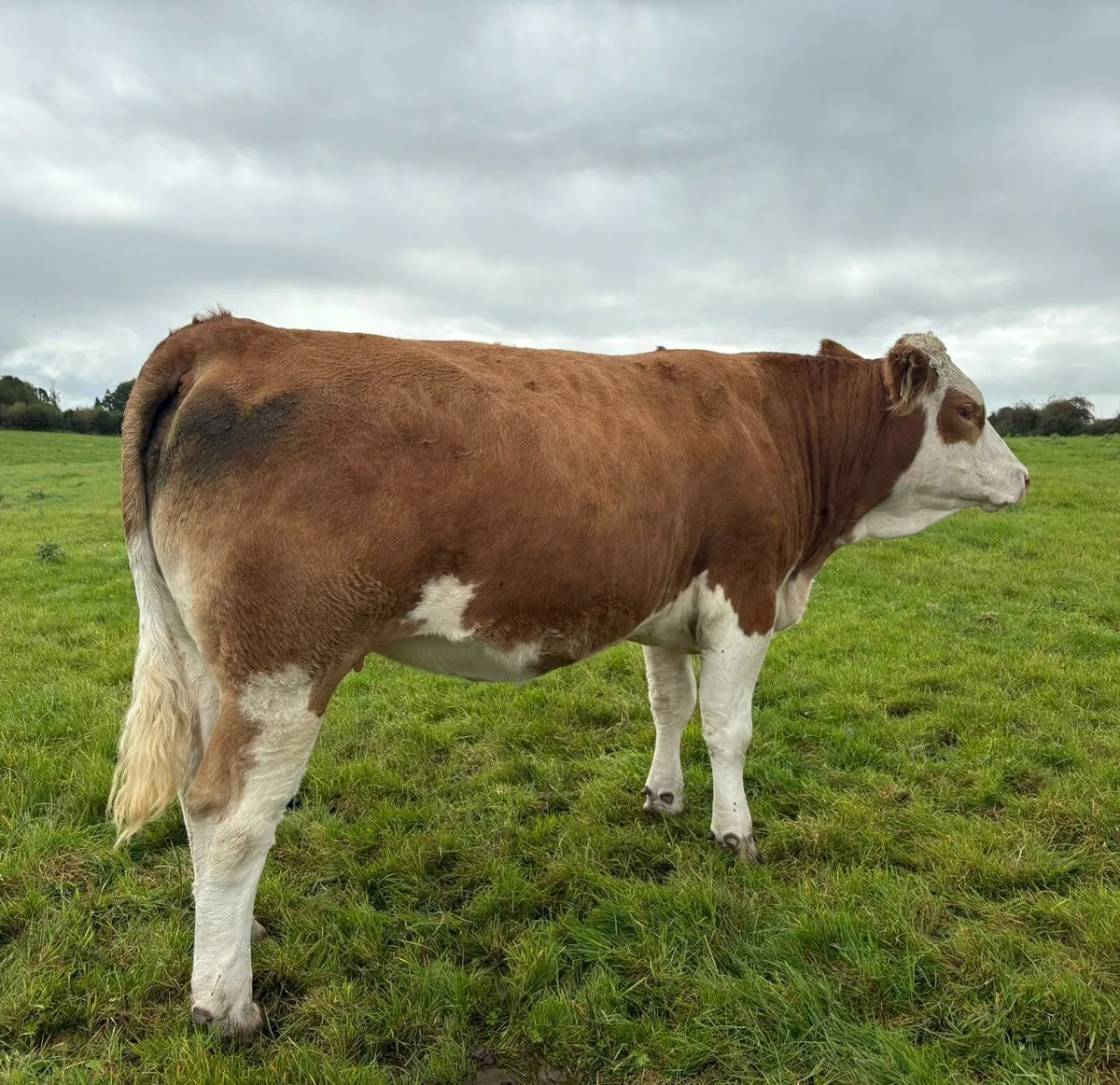 **In-calf Heifers Balla Mart Sat 27th Sept** - Image 3