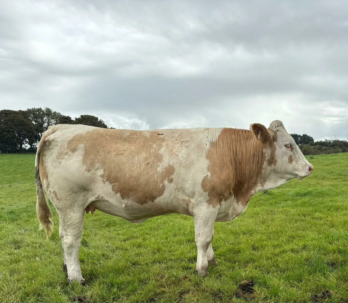**In-calf Heifers Balla Mart Sat 27th Sept** - Image 4