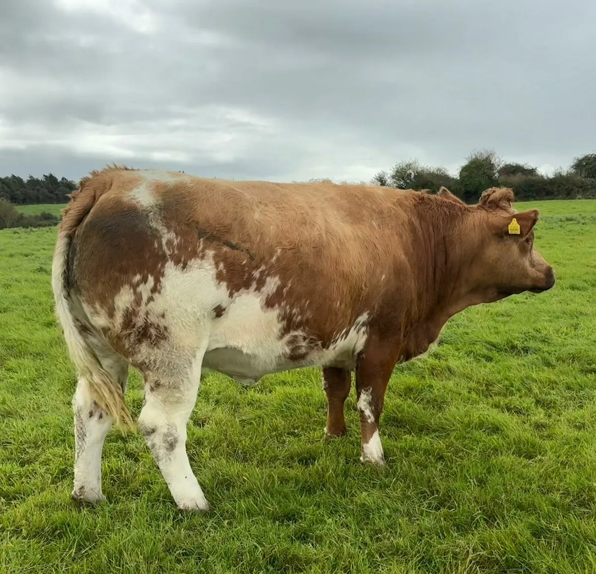 **In-calf Heifers Balla Mart Sat 27th Sept** - Image 1