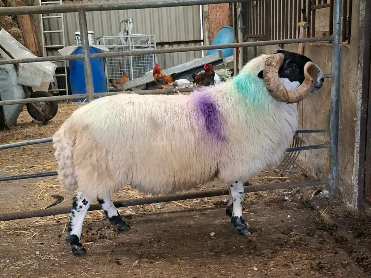 Horned Ram - Image 1