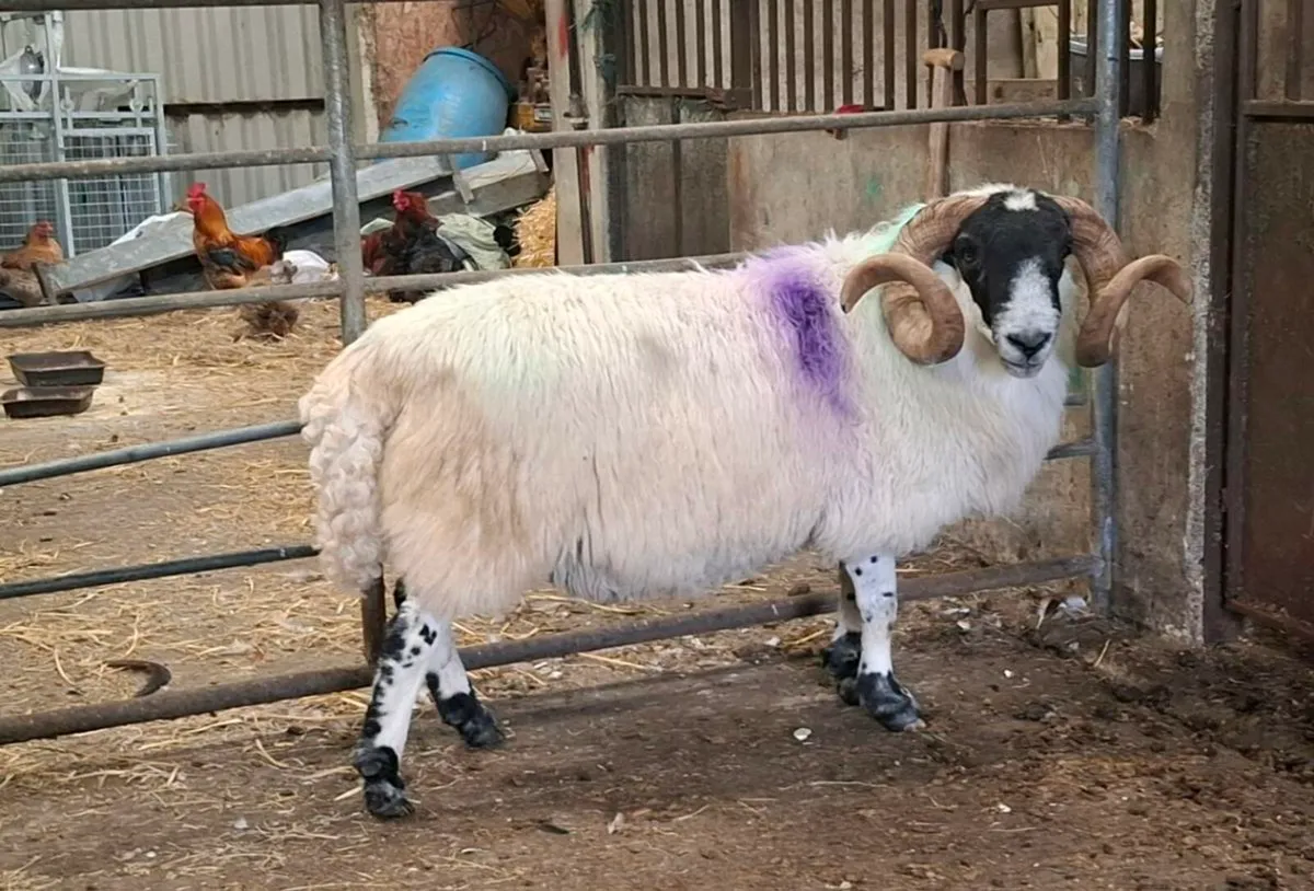 Horned Ram - Image 3